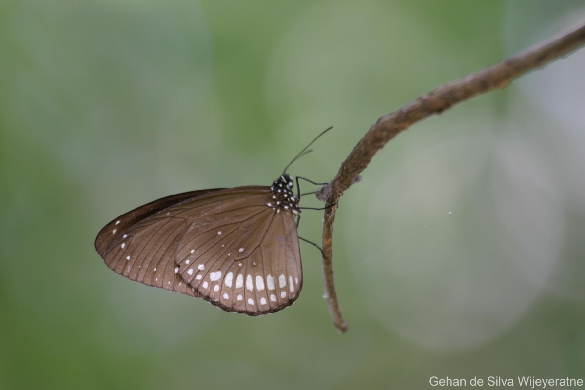 Euploea core Cramer, 1779